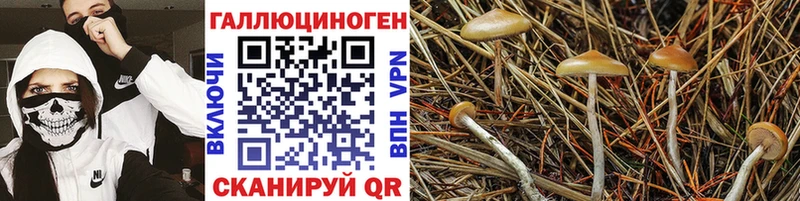 даркнет сайт  Абаза  Галлюциногенные грибы GOLDEN TEACHER 